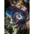 thumbnail image 2 of Gabriel, Barathieu 19x24 White Modern Wood Framed Museum Art Print Titled - Baby Cuttlefish, 2 of 4