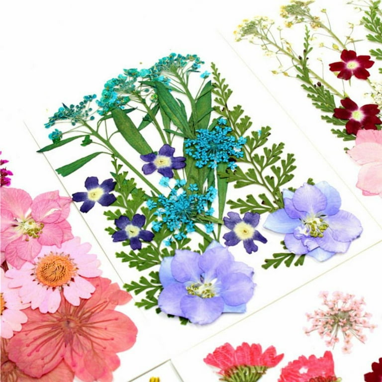 Pressed Flowers Resin Flowers for Resin Mold,Real Dried Flower Leaves  Natural with Tweezers for Scrapbooking DIY Crafts Making 