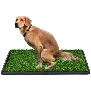 Potty grass for dogs walmart discount