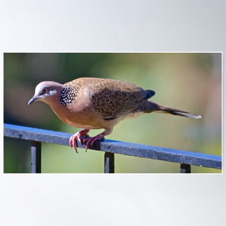 Dove ~ Spotted Dove Axnxcqfv By David Irwin Poster Wall Art, Modern Wall Decor For Living Room Bedroom, 8x12 UNFRAMED