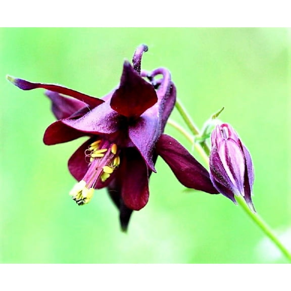 20 BLACK COLUMBINE Dark Columbine Aquilegia Atrata Deep Purple Flower Seeds