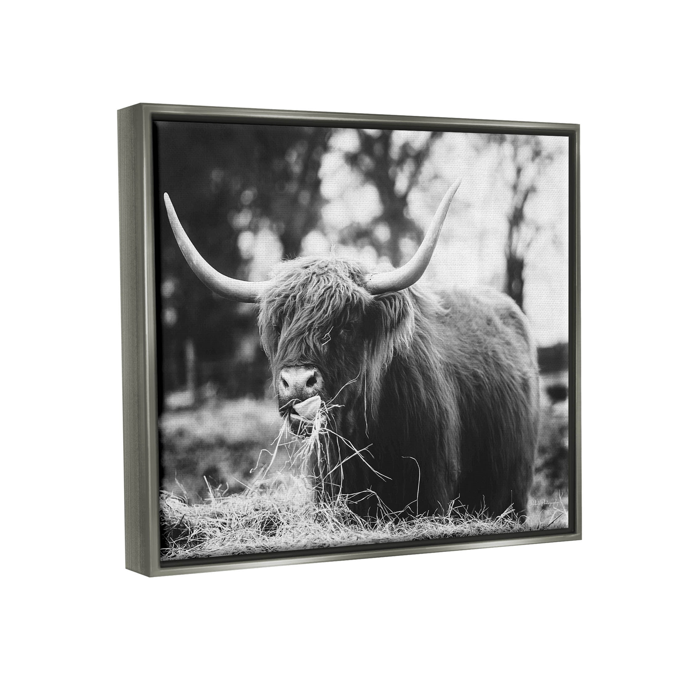 Highland Cattle Tongue Lick Grass Animals & Insects Photograph Luster Gray Framed Art Print Wall Art