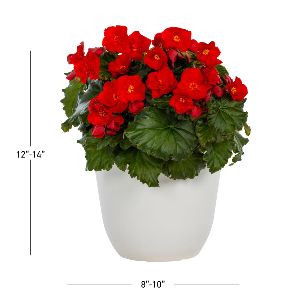 Expert Gardener 1.5gal Red Begonia Live Annual Plant Decorative Pot Sun