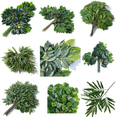 thumbnail image 2 of Green plant Big Tree plane branch Orange Leaf Maple Leaf French Banyan tea leaf plastic leaf, 2 of 6