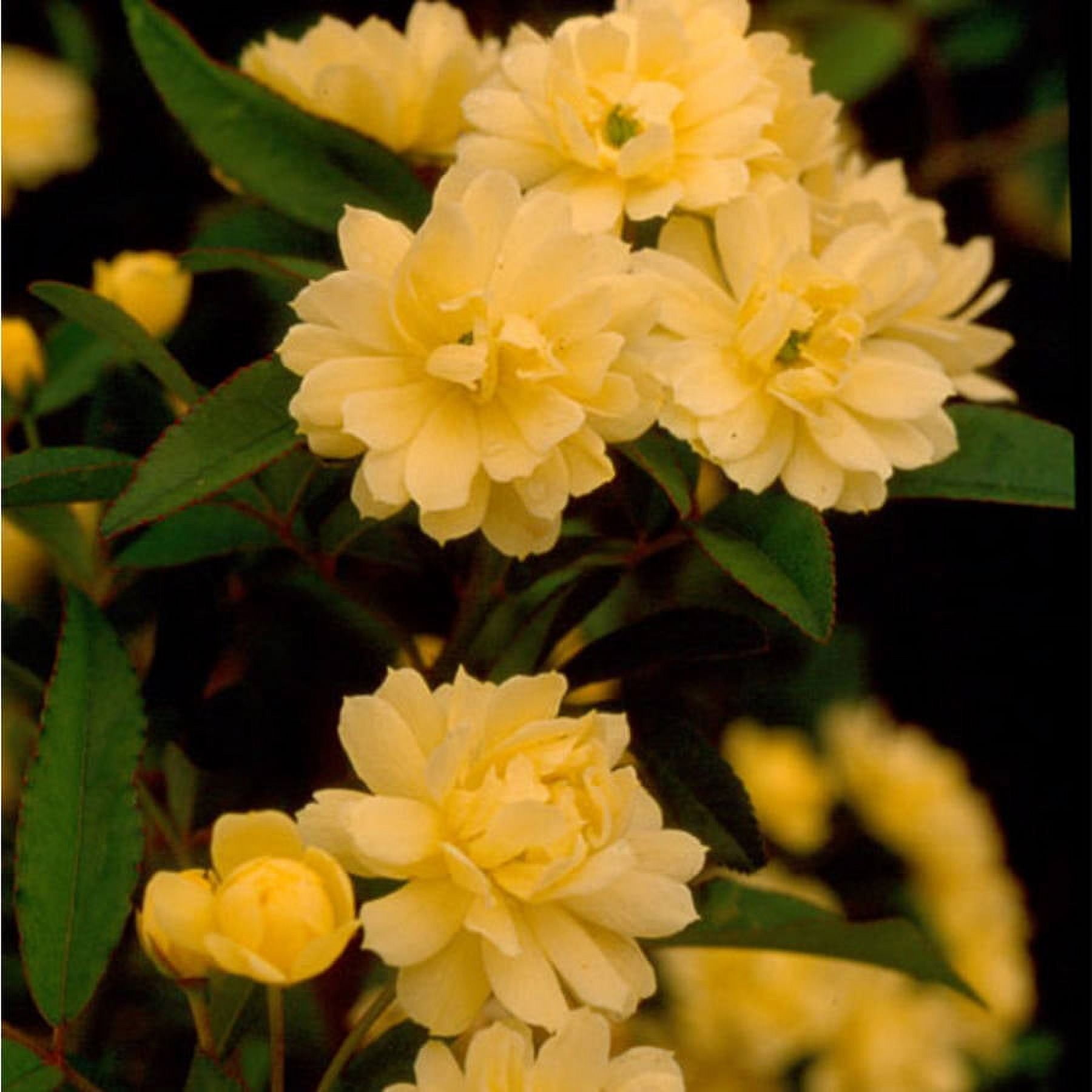Expert Gardener Yellow Lady Banks Rose (2.5 Gallon) Thornless Blooming Vine - Full Sun Live Outdoor Plant