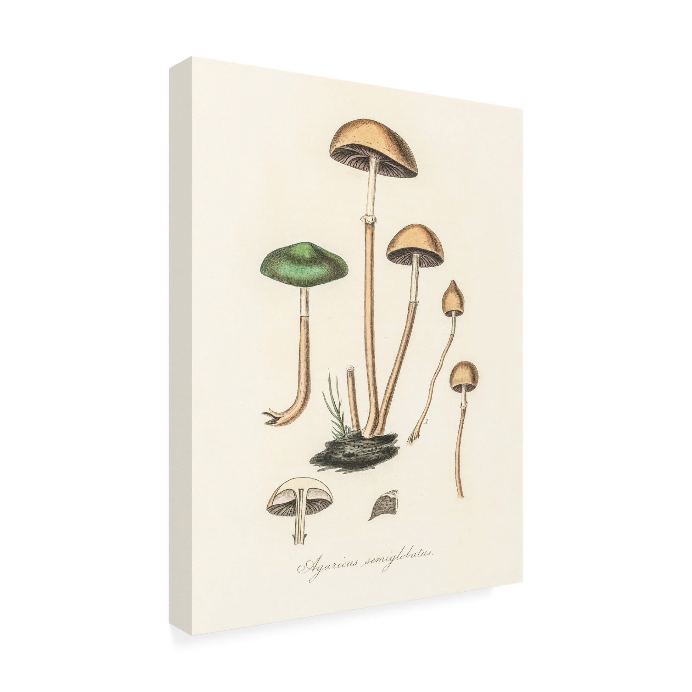 Trademark Fine Art Pictufy Agaricus Semiglobatus Canvas Wall Art