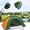 Orange, variant on 2-3 Person Instant Pop Up Lightweight Camping Tent, Outdoor Easy Set Up Automatic Family Travel Tent,Portable Backpacking Ultralight Waterproof Windproof Anti-UV Sun Shelter Tent, Green