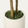 thumbnail image 6 of Olive Trees Artificial Indoor, 5FT Tall Faux Olive Tree with White Planter & Green Fake Moss, Artificial Plants with Natural Wood Trunk & Lifelike Fruits for Home Office Decor, 6 of 9