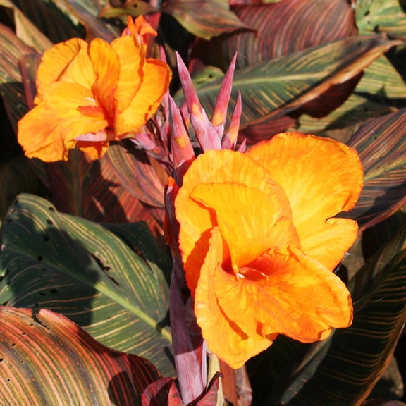 Phasion Canna Flower Bulbs - 3 Rhizomes per Pack - Attracts Butterflies and Hummingbirds - Deer Resistant - Grows Well In Containers - Easy to Grow Live Plants - Outdoor Garden