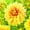 C, variant on Dahlia, Low Maintenance - Easy Grow - Ideal for Beds Borders, Plant Pots & Planters