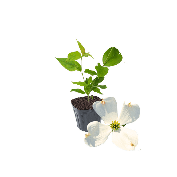 White Dogwood in Quart Pot, Dormant Flowering Cornus Florida Tree for Planting