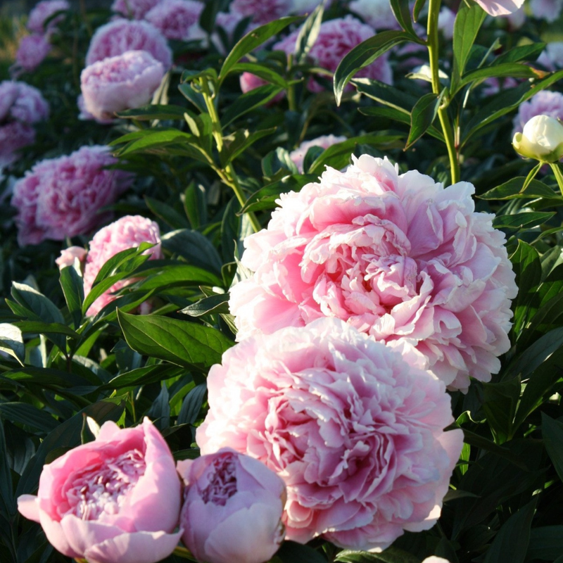 10 Mixture Super Sak Peony Seeds, Paeonia