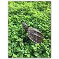 thumbnail image 1 of Picture-Tiles.com: Turtle Ceramic Tile Wall Mural WAL501079-34L. 24"W x 32"H using (12) 8" x 8" Ceramic Tiles-Satin Finish, 1 of 3