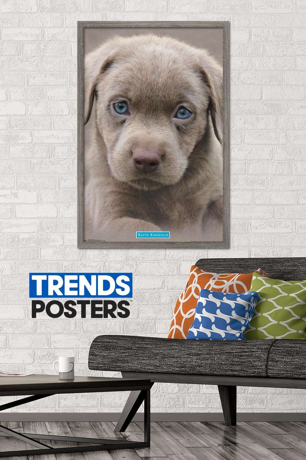 Keith Kimberlin - Puppy - Blue Eyes Wall Poster, 22.375" x 34", Framed