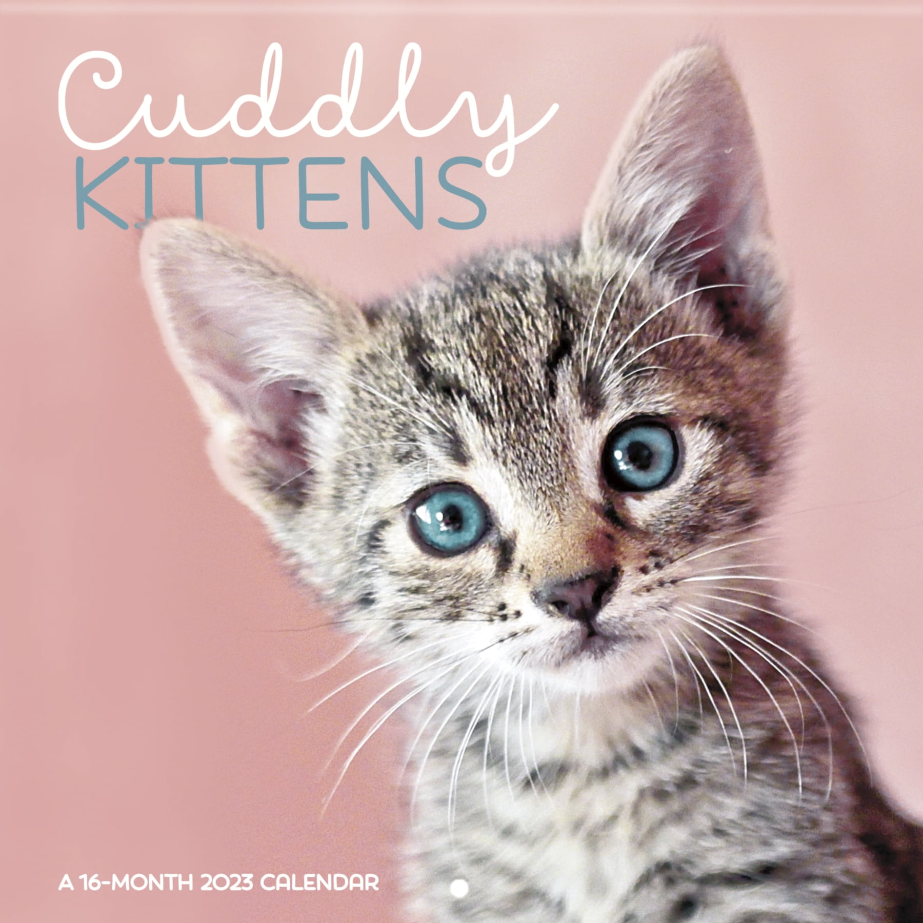 Cuddly kitten deals