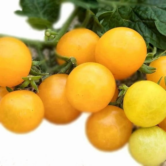 Dot's Little Yellow Tomato Seeds (Solanum lycopersicum) 150 Organic Seeds (0.5 gram) by Smoke Camp Crafts - West Virginia Heirloom Cherry