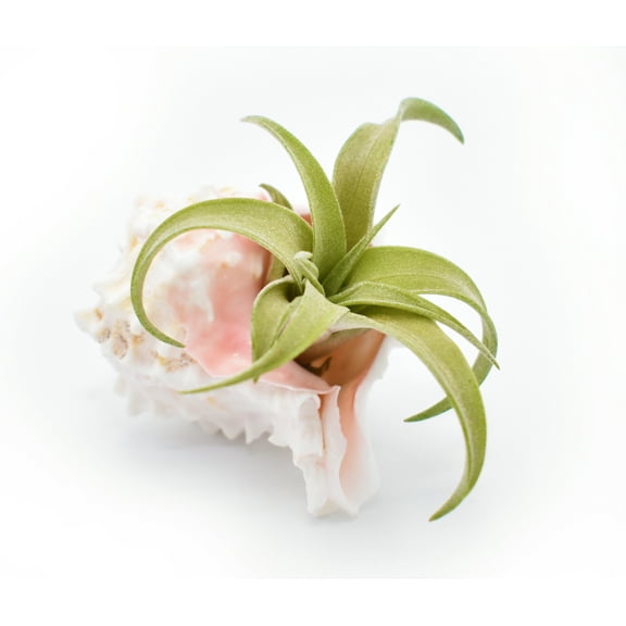 Small Tillandsia Capitata Peach in a Pink Murex Shell (About 4'') Beautiful Air Plant Set - Easy Care Instructions Included