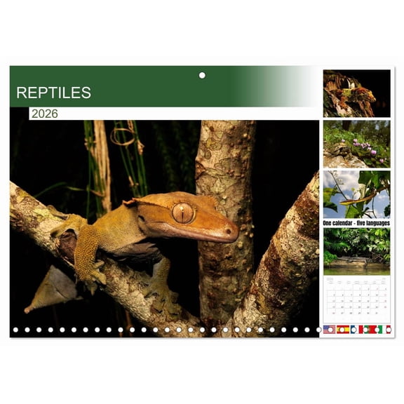 REPTILES (Monthly Wall Calendar 2026 11.7 x 16.5 (open)), CALVENDO 14 Month Calendar