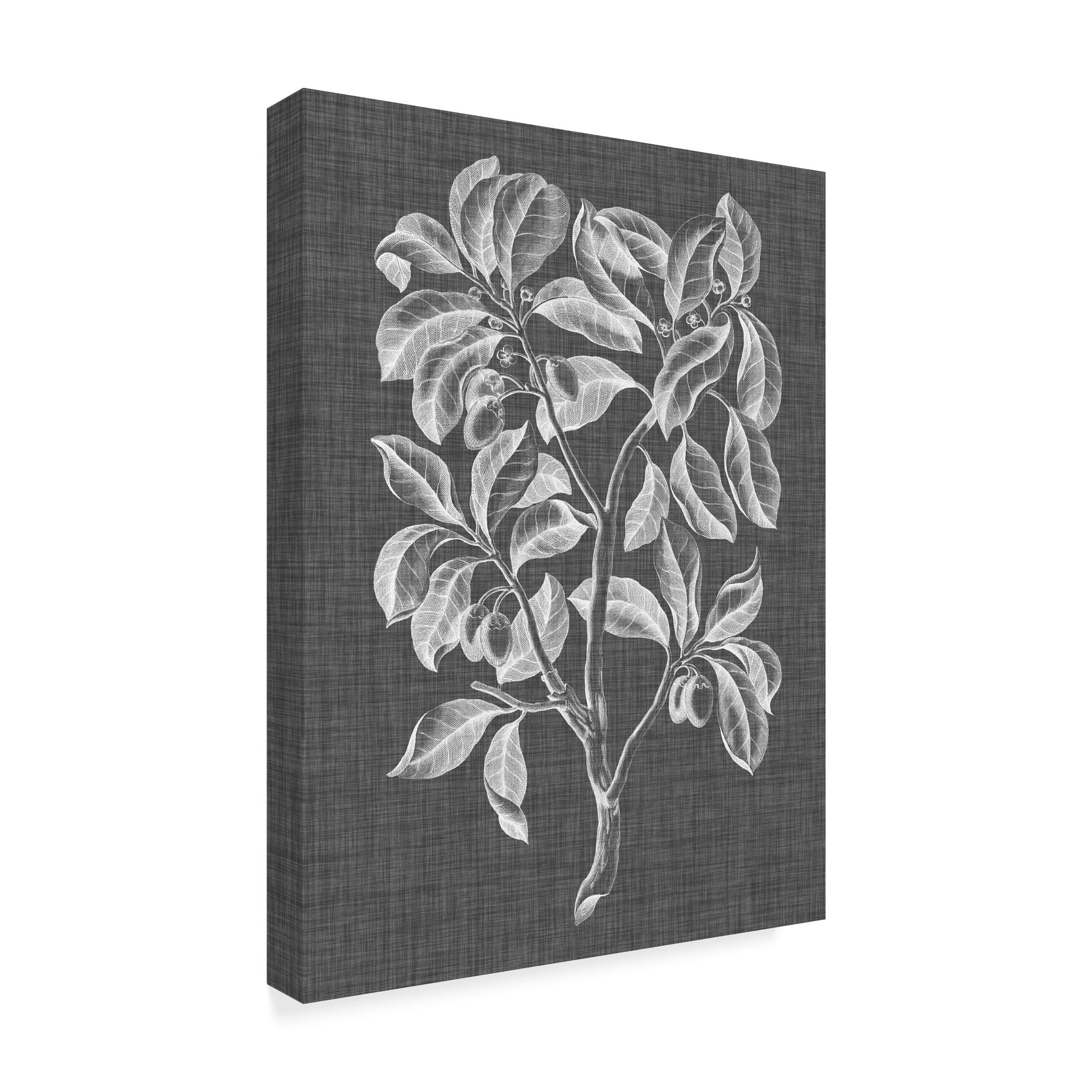 Trademark Fine Art 'Graphic Foliage I' Canvas Art by Vision Studio
