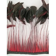 Bronze dyed Red Stripped Coque Millinery Feathers Pack of 25