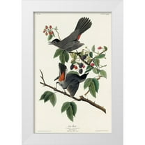 Audubon, John James 10x14 White Modern Wood Framed Museum Art Print Titled - Cat Bird