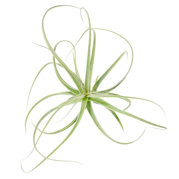 Tillandsia Straminea Dwarf Air Plant