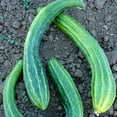 thumbnail image 1 of Organic Suyo Long Cucumber Seeds - 1/4 LB ~3,752 Seeds - Organic, Heirloom, Open Pollinated, Non-GMO, Farm & Vegetable Gardening Seeds, 1 of 2
