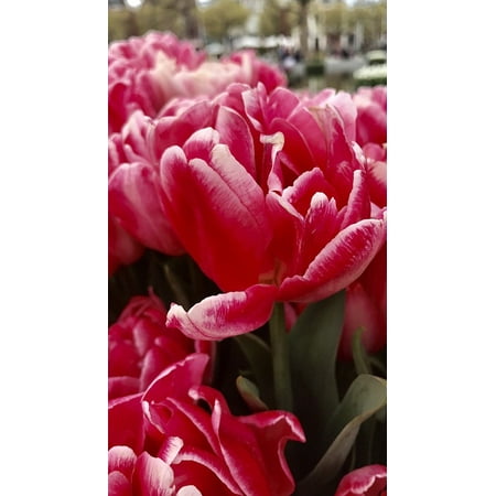- LAMINATED POSTER Plant Tulip View Flowers Red Poster Print 24 x 36
