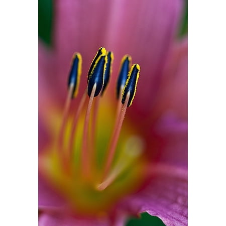 - Laminated Poster Stamens Plant Petals Flower Lily Blossoming Boost Poster Print 11 x 17