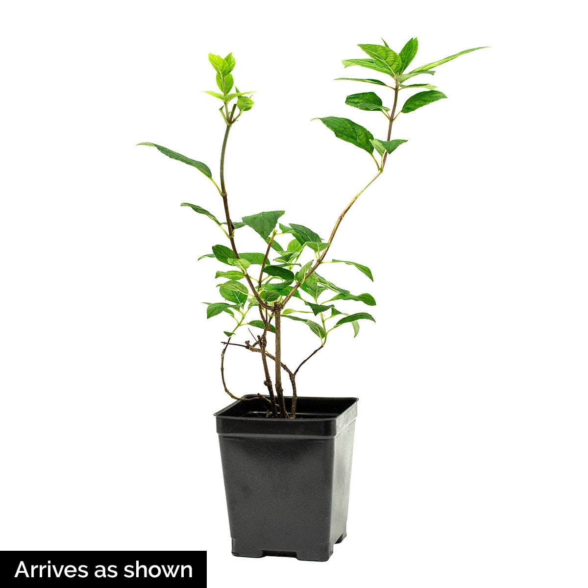 Spring Hill Nurseries Korean Spice Viburnum - Thumbnail 5