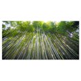 thumbnail image 2 of Design Art - Bamboo forest of Kyoto Japan., 2 of 4