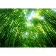 thumbnail image 3 of Startonight Mural Wall Art Green Lights Illuminated Nature Trees Wallpaper Photo 5 Stars Gift Large 10 x 28,82 ‘’ x 50,4 ‘’ Total 8’4”x 12', 3 of 4