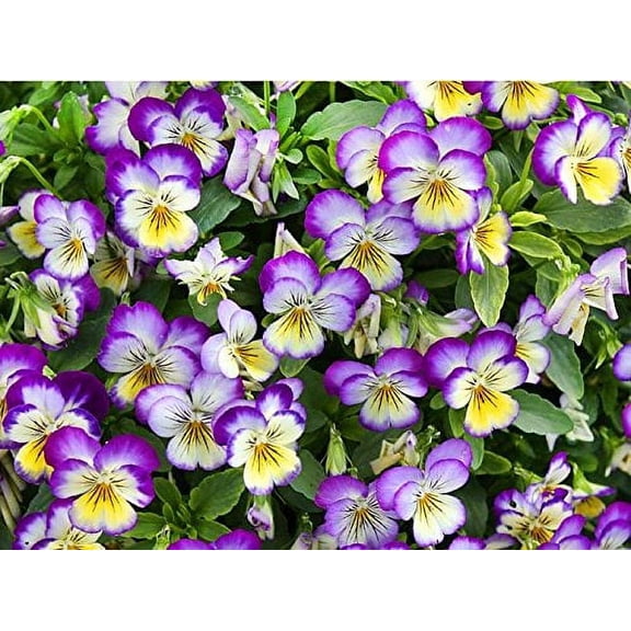 100  Viola Johnny Jump-Up Flower Seeds, Heartsease, Purple-Yellow, Blooms Heavily, Self-Seeding Biennial, Beautiful, Decorative! from USA