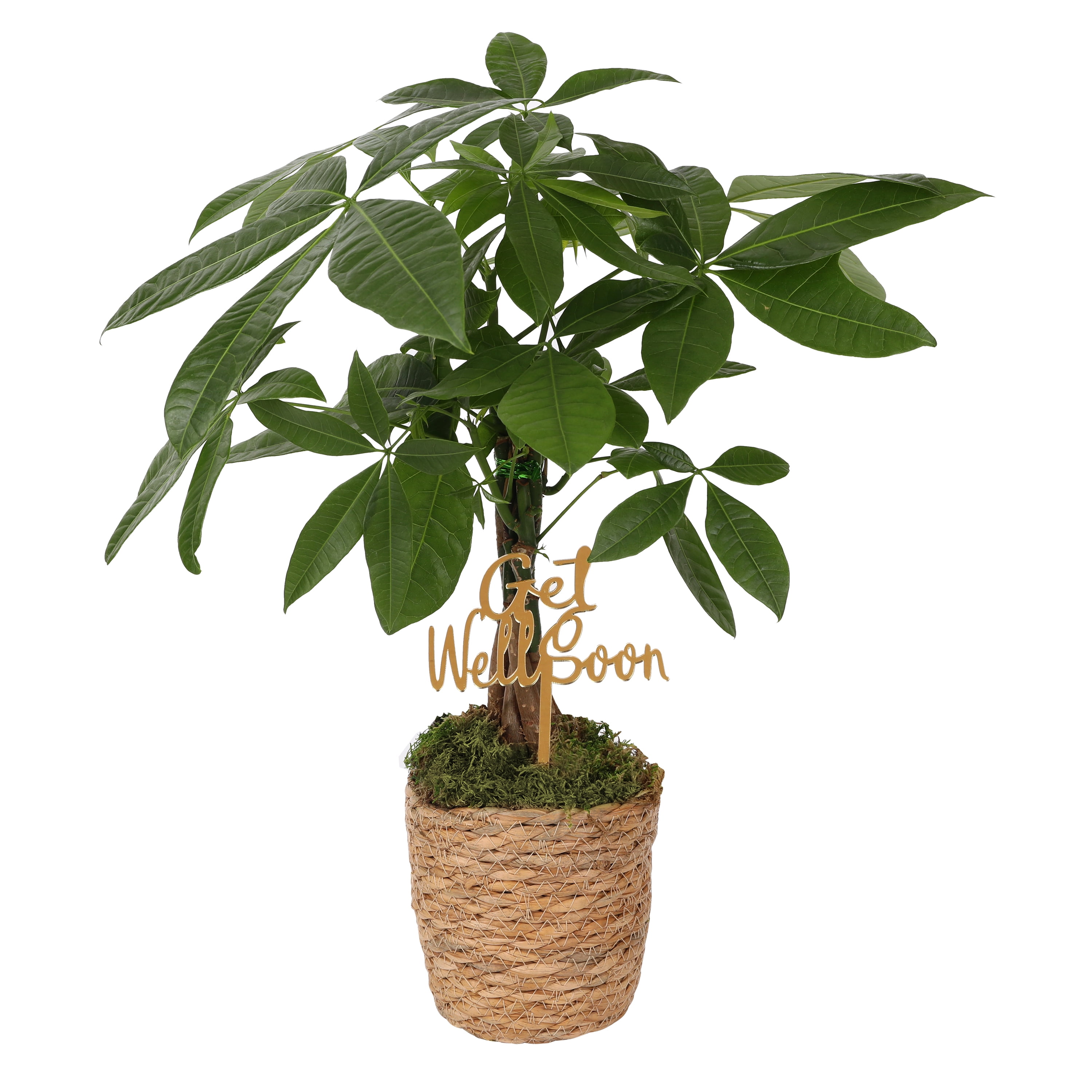 CZ Grain Cottonwood Tree Cuttings, Grow 4 Hardy Trees, Indoor Outdoor DIY  Gift - Walmart.com