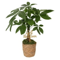 Green Circle Growers 5" Money Tree in Seagrass Pot – Get Well Soon Gift