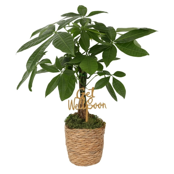 Green Circle Growers 5" Money Tree in Seagrass Pot – Get Well Soon Gift