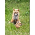 thumbnail image 2 of Ji, Shirley 11x14 Black Ornate Wood Framed with Double Matting Museum Art Print Titled - Foxes, 2 of 4