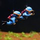 thumbnail image 1 of lote De 5 Ornements D'aquarium (orange Bleu Violet) Petits Plongeurs Mignons Ornements D'aquarium Accessoires D'aquarium Flottants, 1 of 5