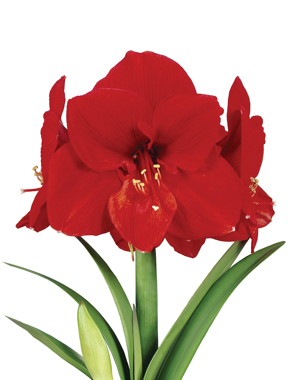 EuroBlooms Amaryllis Ferrari Red Blooms in 6-Inch Green Pot Live Decorative Plant