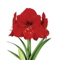 thumbnail image 6 of EuroBlooms Amaryllis Ferrari Red Blooms in 6-Inch Green Pot Live Decorative Plant, 6 of 6