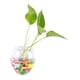thumbnail image 5 of Contenedor hidropónico, plantas colgantes flores vidrio plantas florero plantas colgantes florero rendimiento inigualable Jadeshay A, 5 of 6