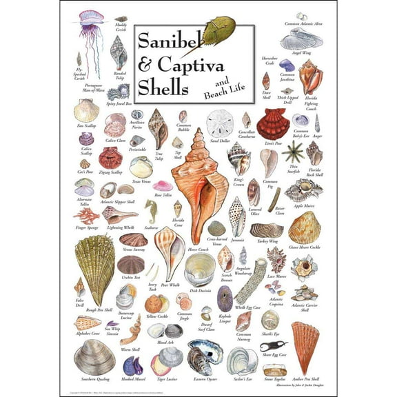 Shells of Sanibel & Captiva Puzzle