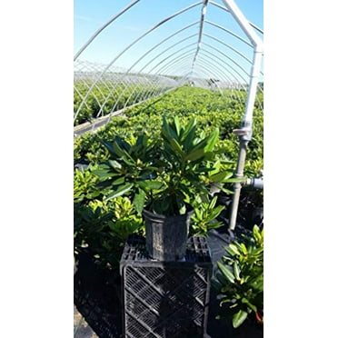 Capistrano Rhododendron