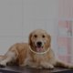 thumbnail image 1 of unbranded Collar Para Mascotas LED Recargable USB Con Plástico Flexible Y Duradero, 1 of 8