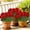 Red, variant on Outdoor Artificial Silk Geranium Flowers Bouquet with UV Resistant Faux Plants, Realistic Floral Stems for Garden Patio Window Box Hanging Basket Decor, 14.2 Inch