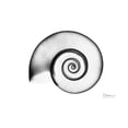 thumbnail image 3 of Koetsier, Albert 18x15 Black Modern Framed Museum Art Print Titled - Ramshorn Snail Shell, 3 of 5