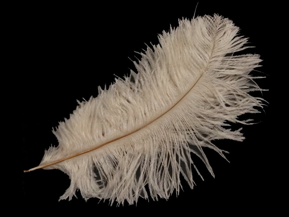 Bundle of 100 Bulk Peacock Sword Feathers 12-14" Fly Tying 