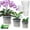 Transparent, variant on Tekola Orchid Pot, 6 Pack 6.3 Inch Orchid Pots with Holes and Saucers, Clear Orchid Pots for Repotting, Plastic Flower Plant Pot for Indoor Outdoor Plants, Slotted Orchids Planter for Root Health