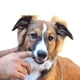 thumbnail image 4 of Rosa 8 Piezas Cepillo de Dientes para Perros y Gatos - Cepillo de Dientes para Perros y Gatos - Limpieza de 360 ​​Grados para la Higiene y Salud de Perros y Gatos, 4 of 5