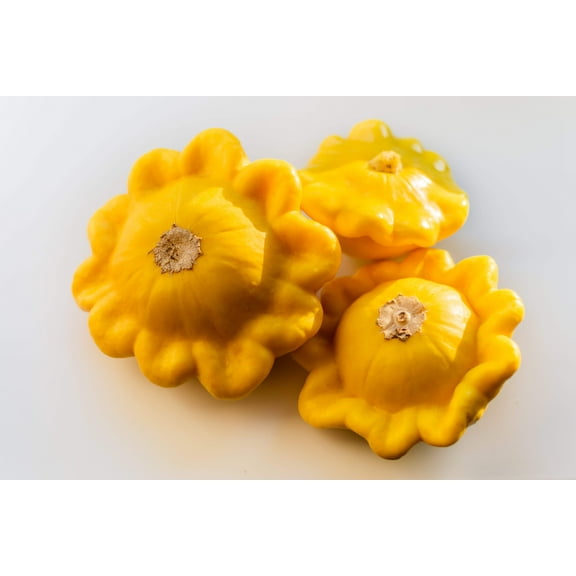 10 Seeds Golden YELLOW Bush SCALLOP SQUASH (Patty Pan / Paty Pan / Squanter Squash) Summer Cucurbita Pepo Vegetable Seeds